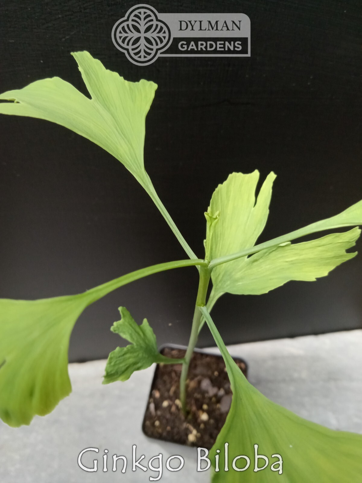 Ginkgo Biloba Tree – Maidenhair Tree – Living Fossil Tree – Multiple Sizes