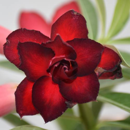 Taiwan Adenium Obesum ( Desert Rose) Live Plant/Red