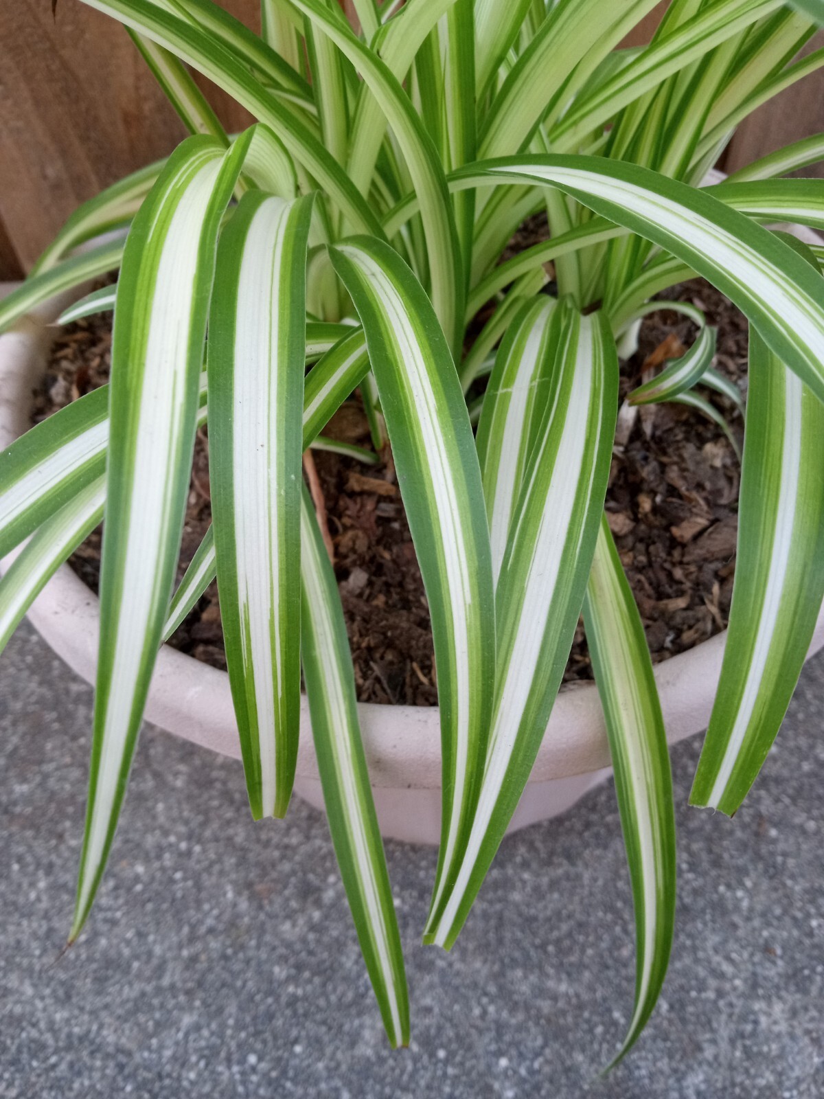 1 Variegated Live Spider Plant Pup ‘Chlorophytum Comosum” Rooted-Ready to Grow