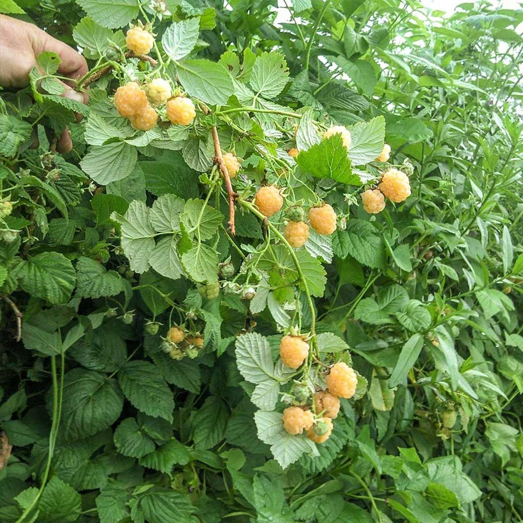 3 Fall Gold Raspberry Plant – Rubus idaeus – Starter Plug