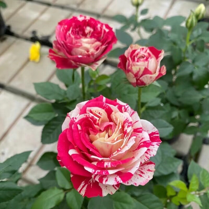 20 SEEDS for MIXED COLORS Dragon striped ROSE swirl flower Bush Rare USA Seller
