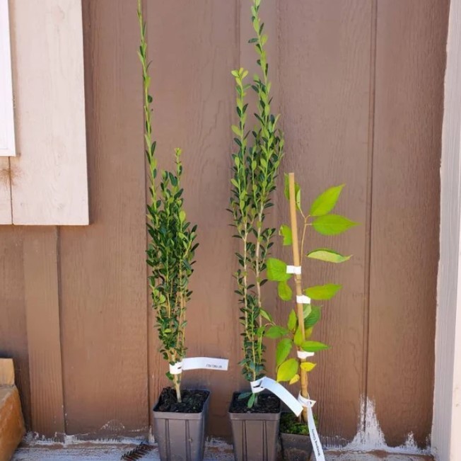Sky Pencil Holly Live Plant – Ilex Crenata Sky Pencil – 6-12″ Tall – Zones 5-9