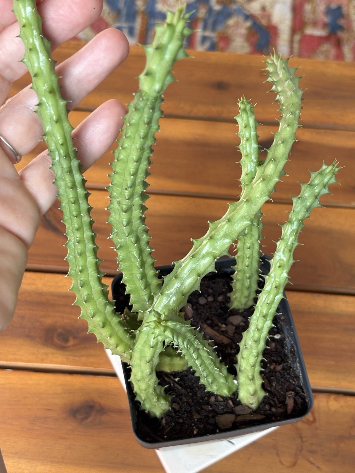 Huernia Schneideriana ‘Red Dragon’ ROOTED In 3.5″ Pot.