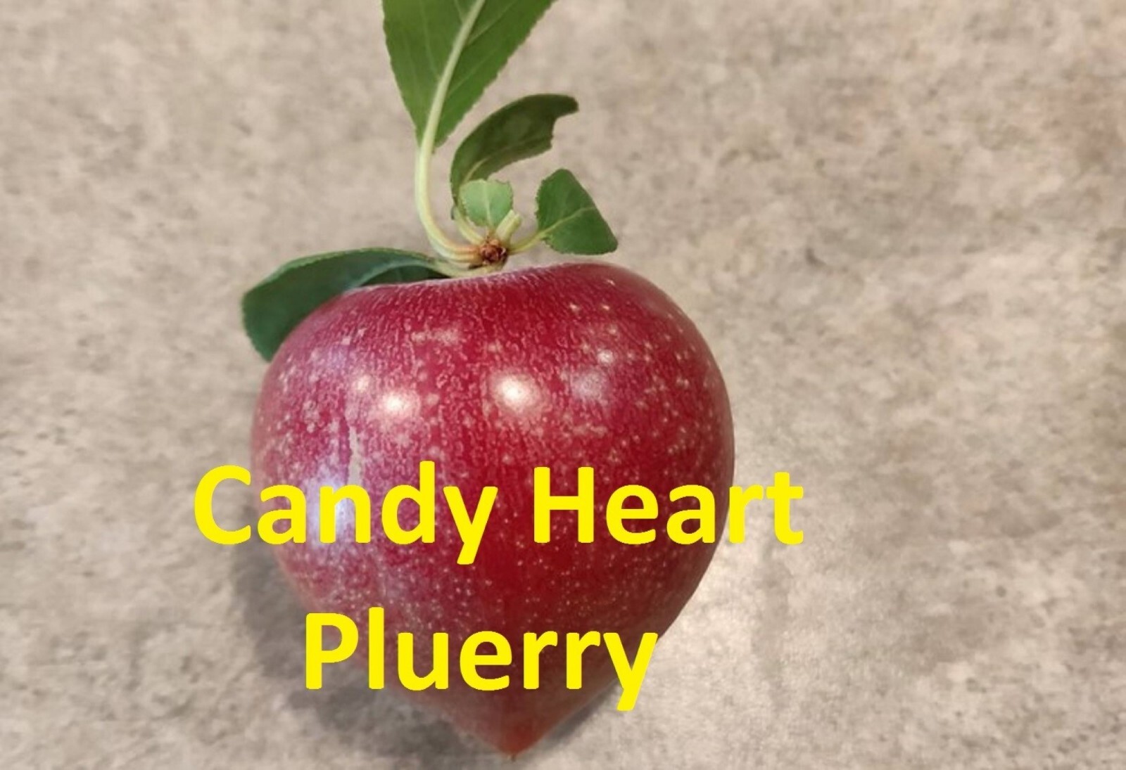 3-4 ft tall Candy heart pluerry tree, grafted, roots wrapped in wet media