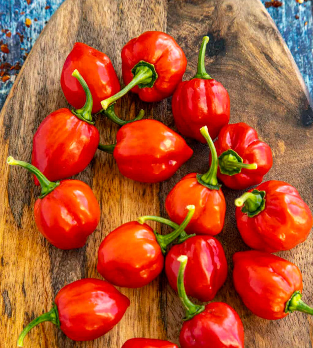 Red Habanero Pepper Plant – 2 Plants in a Pot – Hot Chili Pepper – Zones 9–11