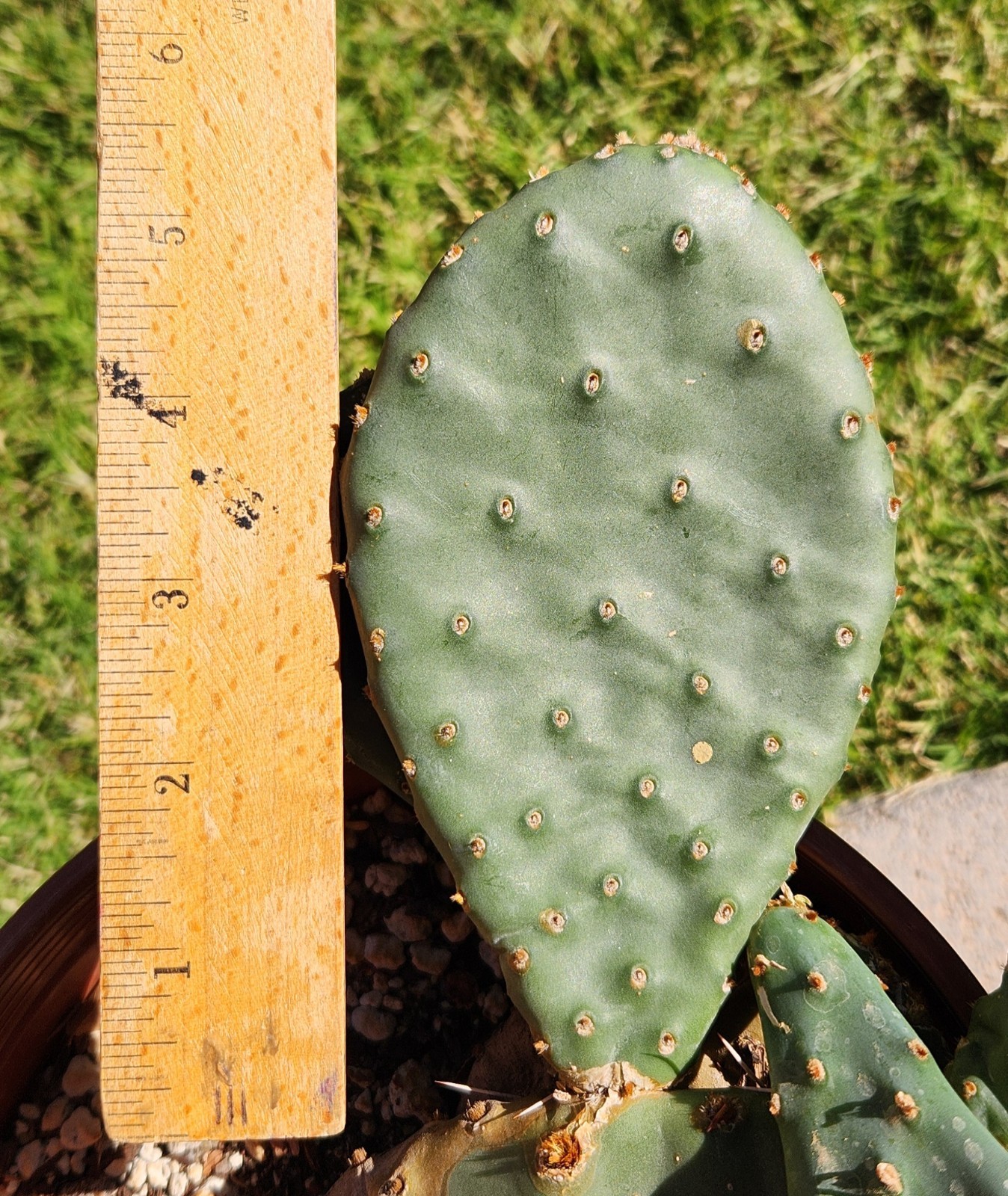 Opuntia Macrorhiza U Of Minnesota Landscape Arboretum Cactus Pad Cutting (1)
