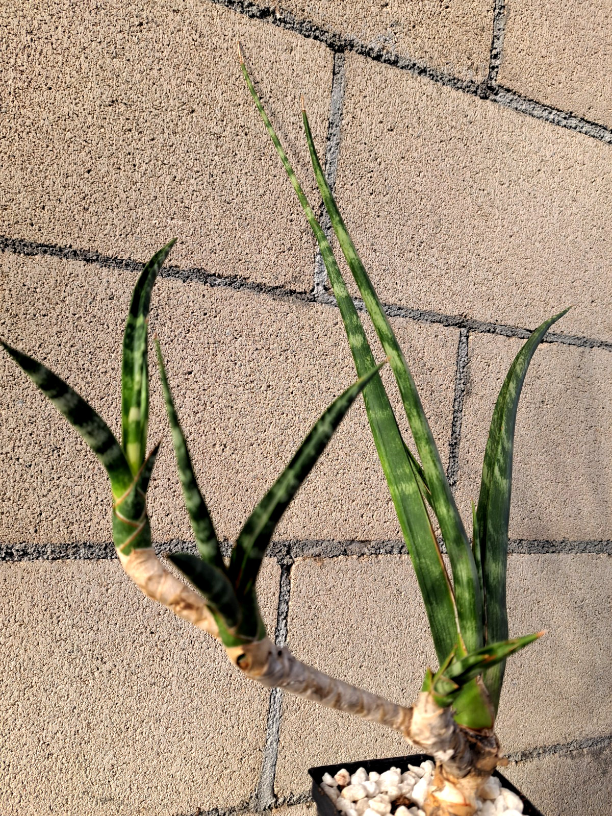 Sansevieria Fernwood Bonsai Tree Draceana Plant Houseplant Succulent