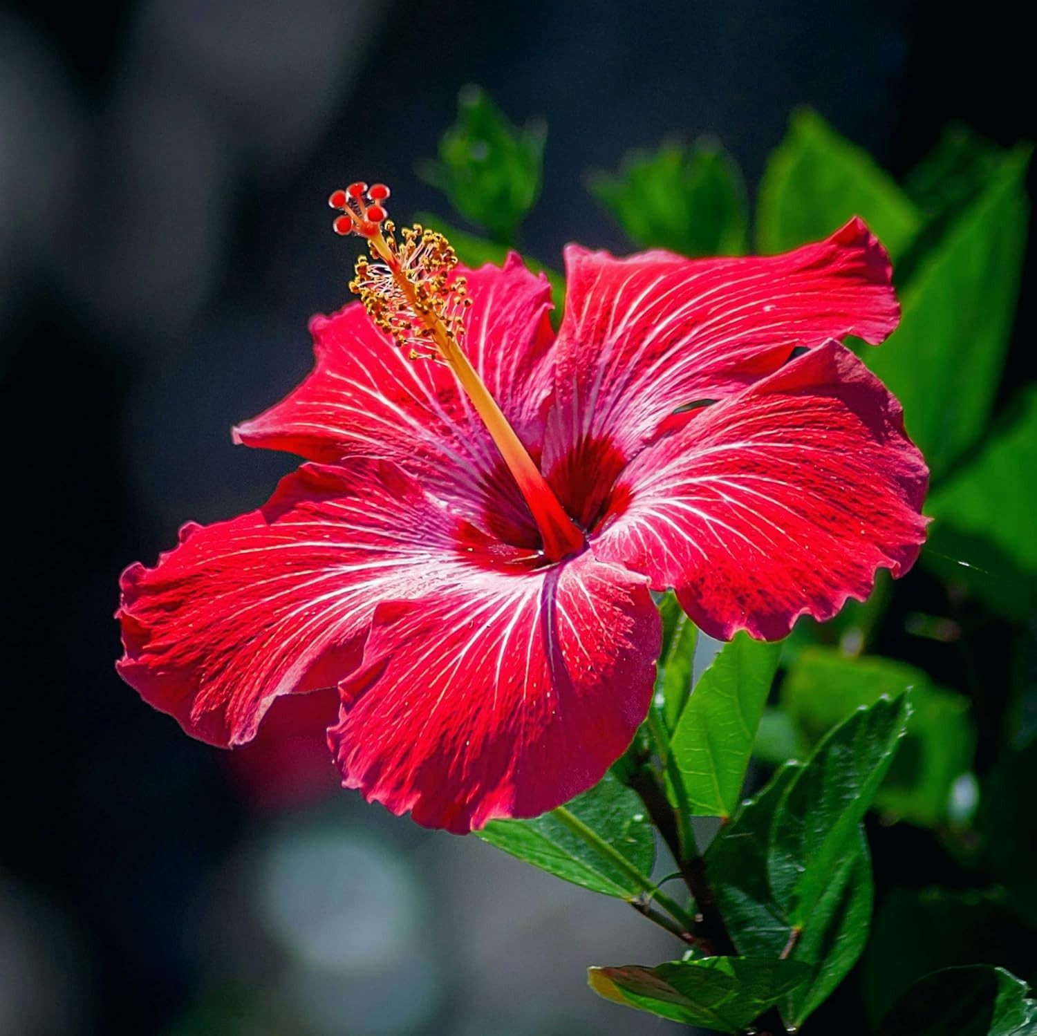 199+ Mixed Perennial Hibiscus Flower Seeds for Planting – Fresh Hardy Hibiscus E