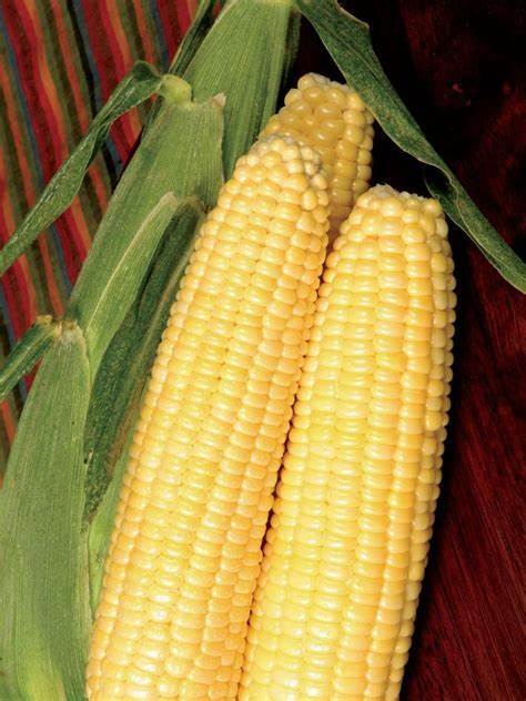 Sweet Corn Seed: Late Illini Extra Sweet Sweet Corn Seeds Fresh Seed. FREE SHI