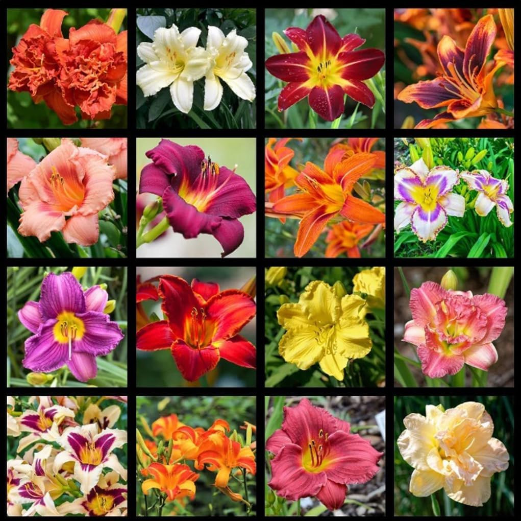 50PCS Mixed Color Daylily Hemerocallis Seeds Day Lily Fine Flower Seeds