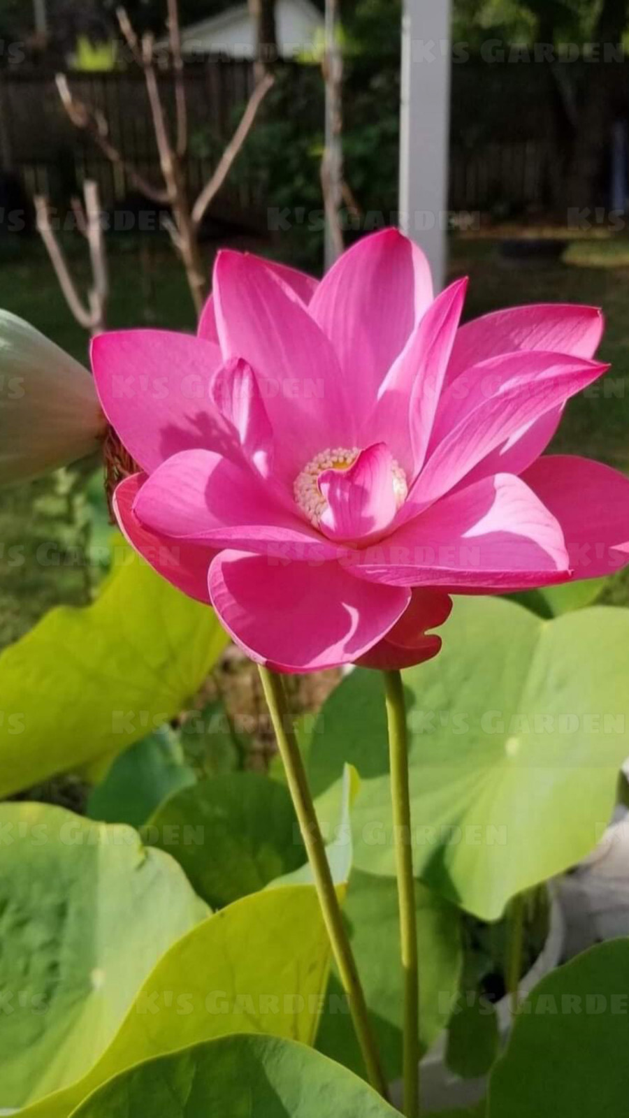 5 PCS PINK WHITE LOTUS SEEDS – 5 HẠT SEN TA TRẮNG HỒNG (95% GERMINATION)