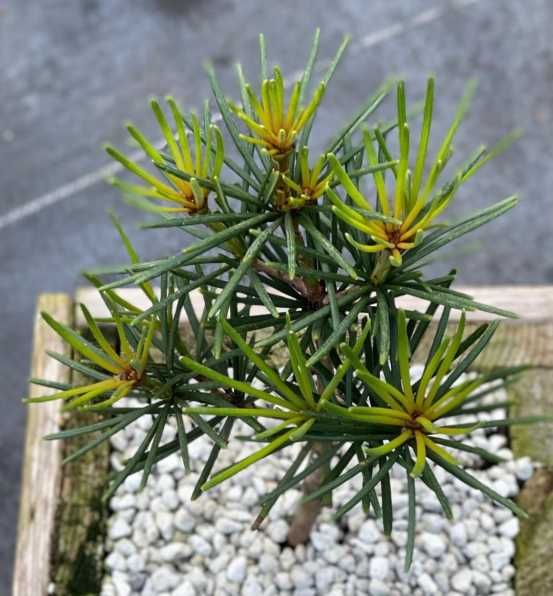 Sciadopitys verticillata ‘Green Cushion’ (Green Cushion Umbrella Pine), Rare!