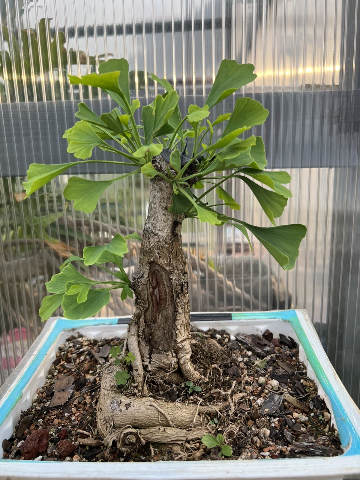Old Ginkgo Biloba Bonsai Tree 2” Base 15” Tall 10 Years Old