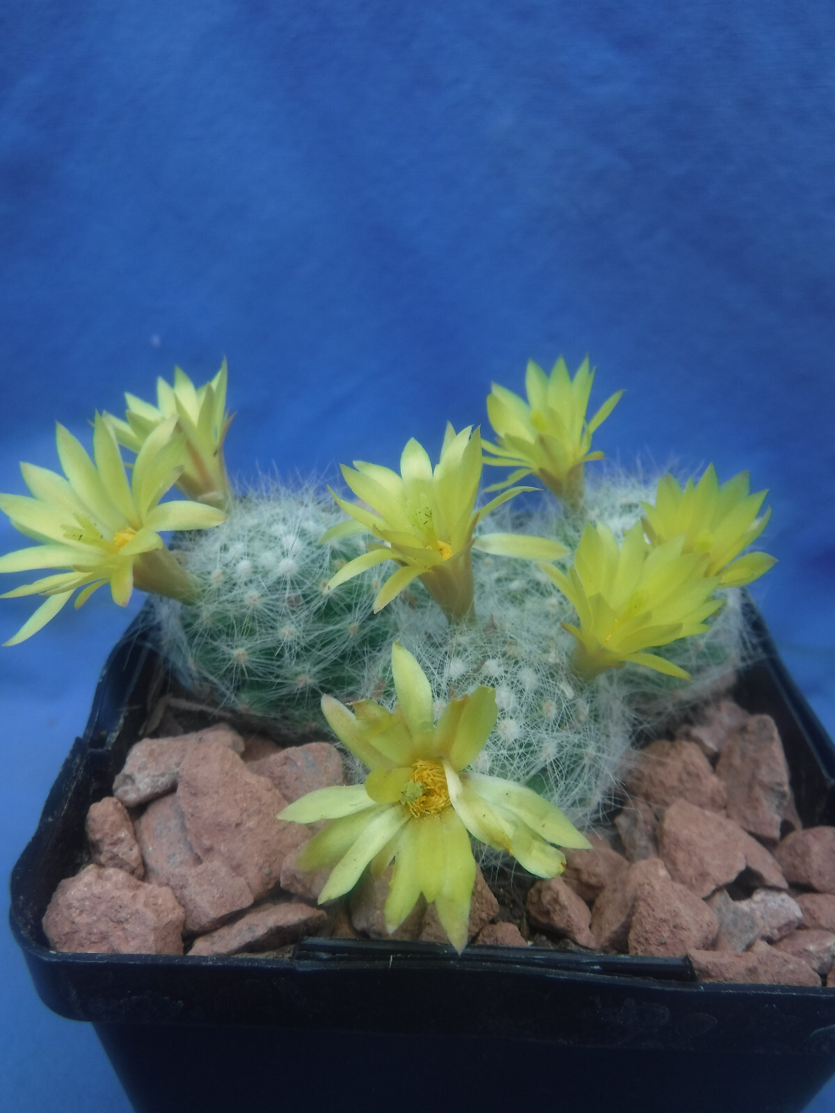 Mammillaria baumii Cactus 3 or 4 Plants LEMON SCENTED BLOOMS! FLOWERING SIZE!