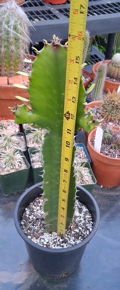 Euphorbia Amaak Candelabra Rooted Tree 16″ Hx5″W Ships Bare Root! BRANCHING