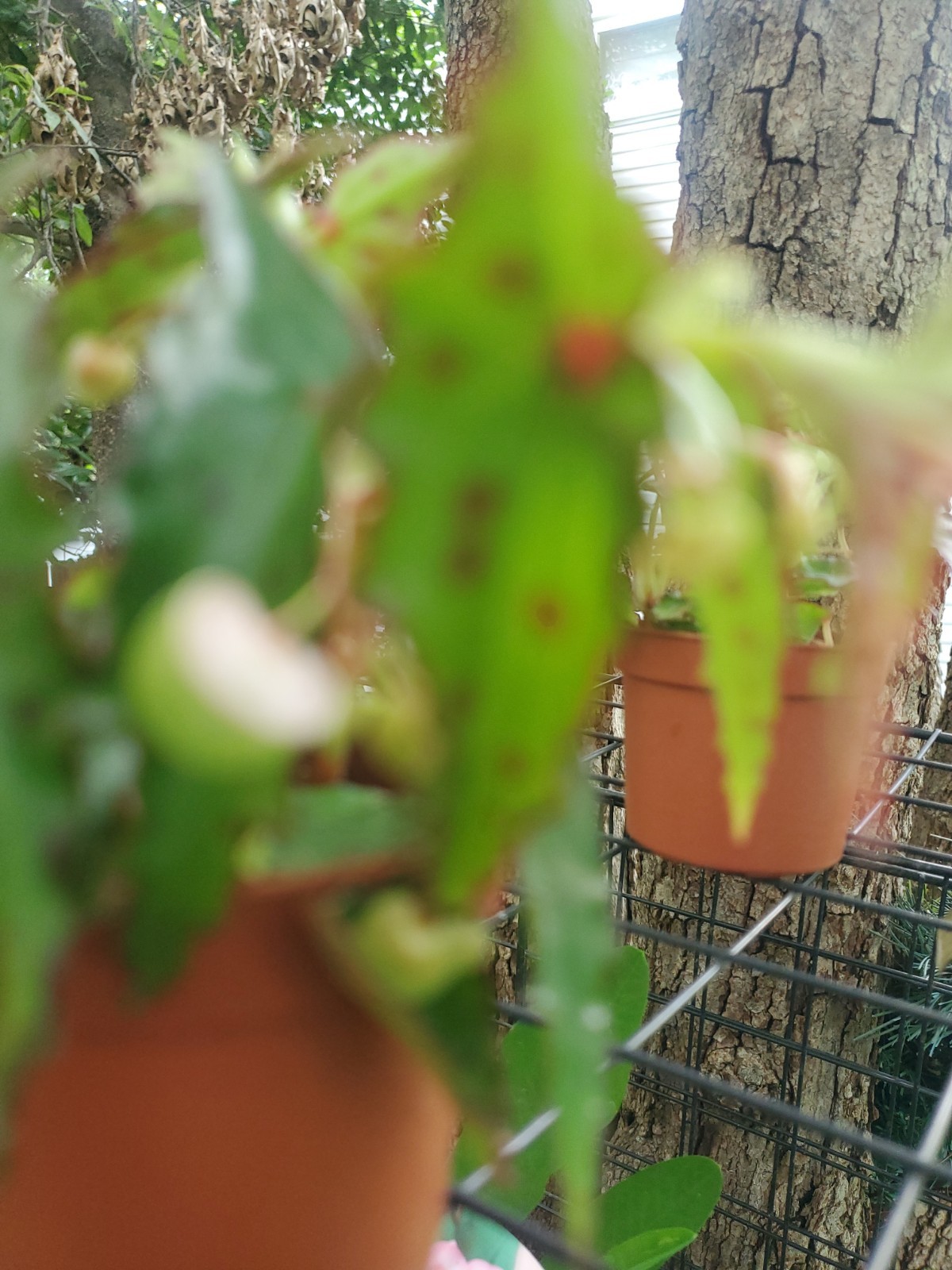 Lot Of 3 RARE Begonia AMPHIOXUS Live Ships In 2.5″