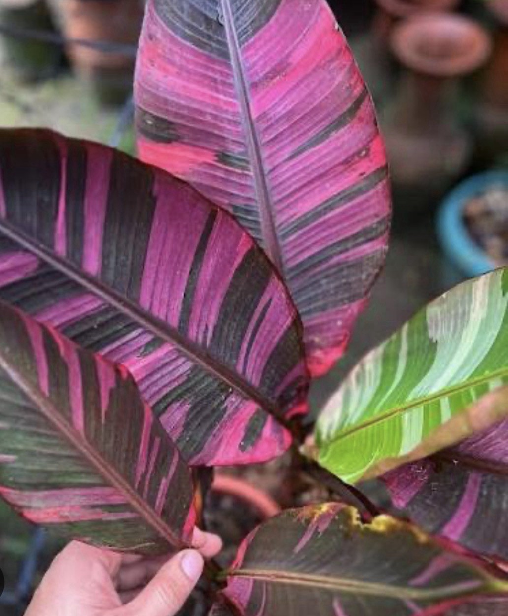 Varigated Musa Pink Nono Starter Plant – 2.5” Grow Pot