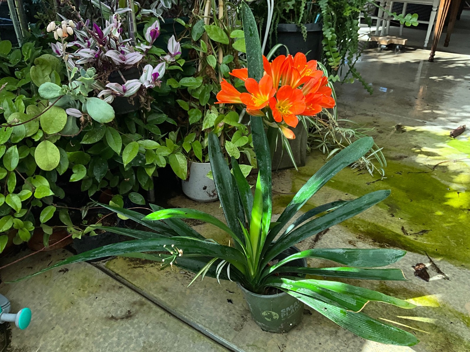 Clivia Miniata, Bush Lily, Orange Flowers,