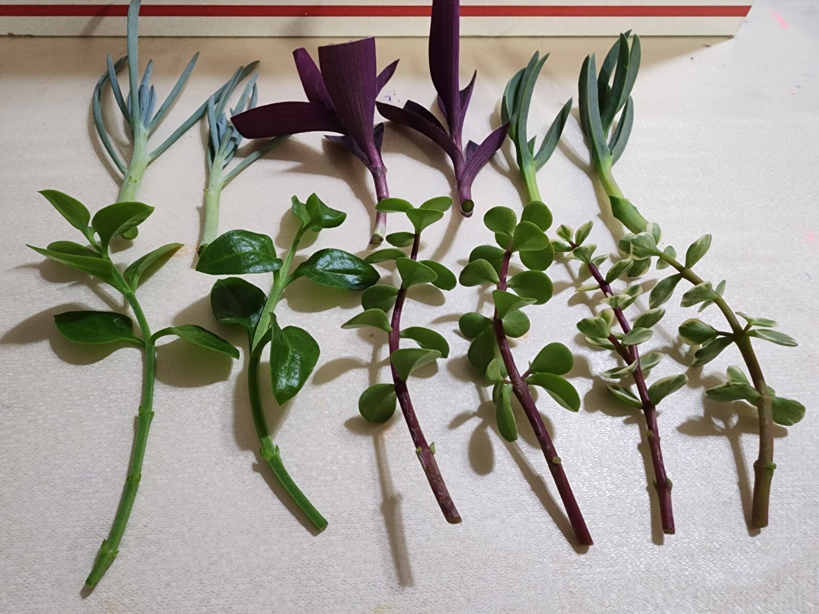 12 Piece Assorted Lot Of Live Plants (6 Kinds x 2 of Each)for Rooting