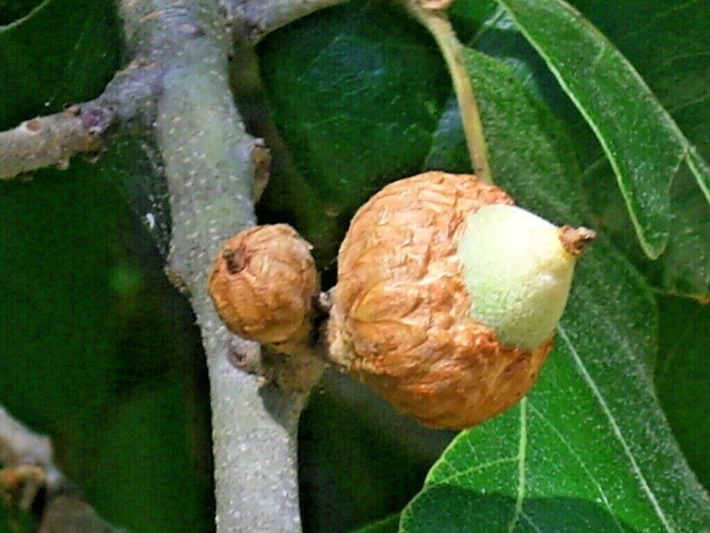 12 BLACKJACK OAK ACORNS – Quercus marilandica marilandica
