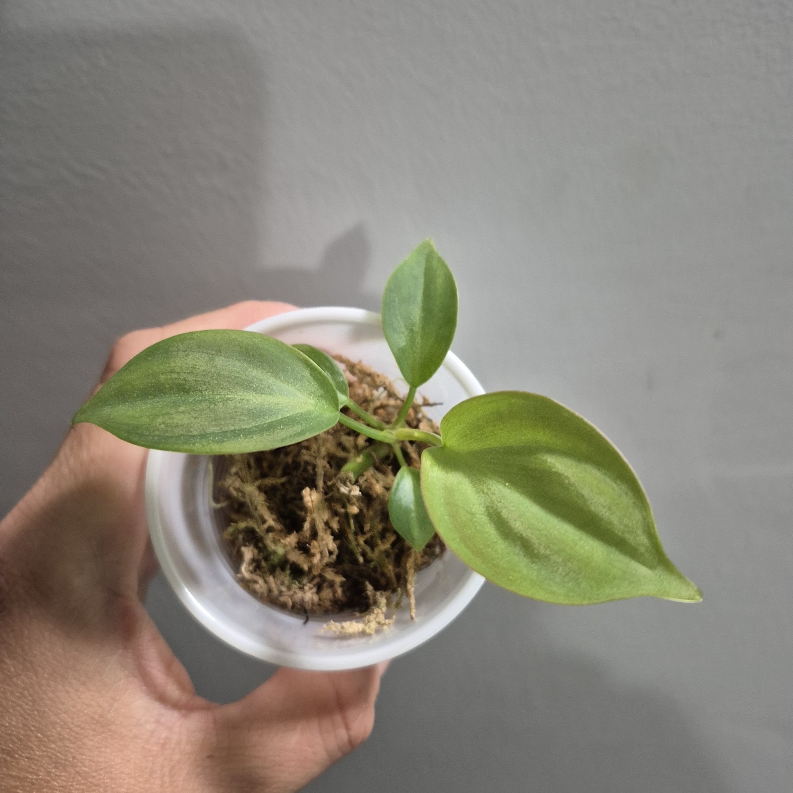 Philodendron Camposportoanum – Rooted Plant – Rare Plant 2.5 Inch