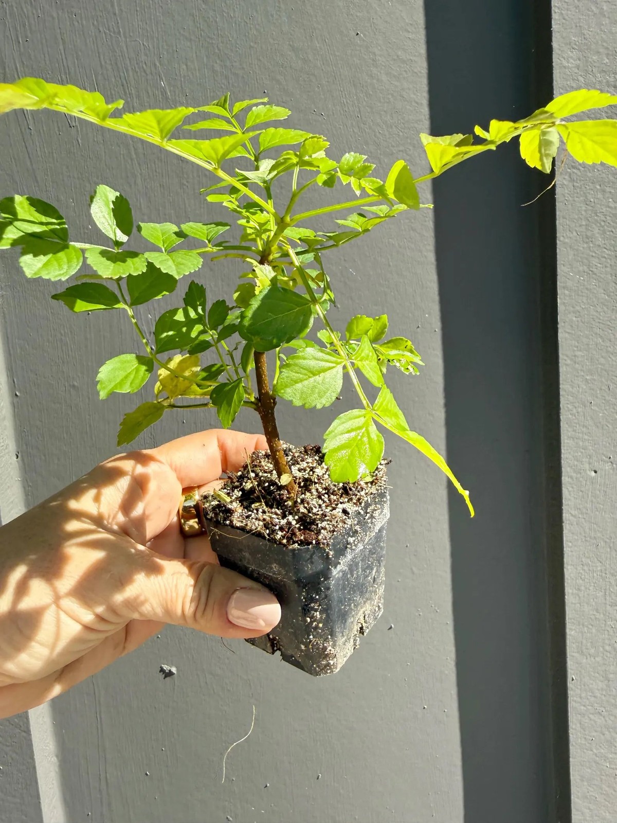 Red Cape Honeysuckle, 2 Inch Pot, Hardy Flowering Garden Shrub