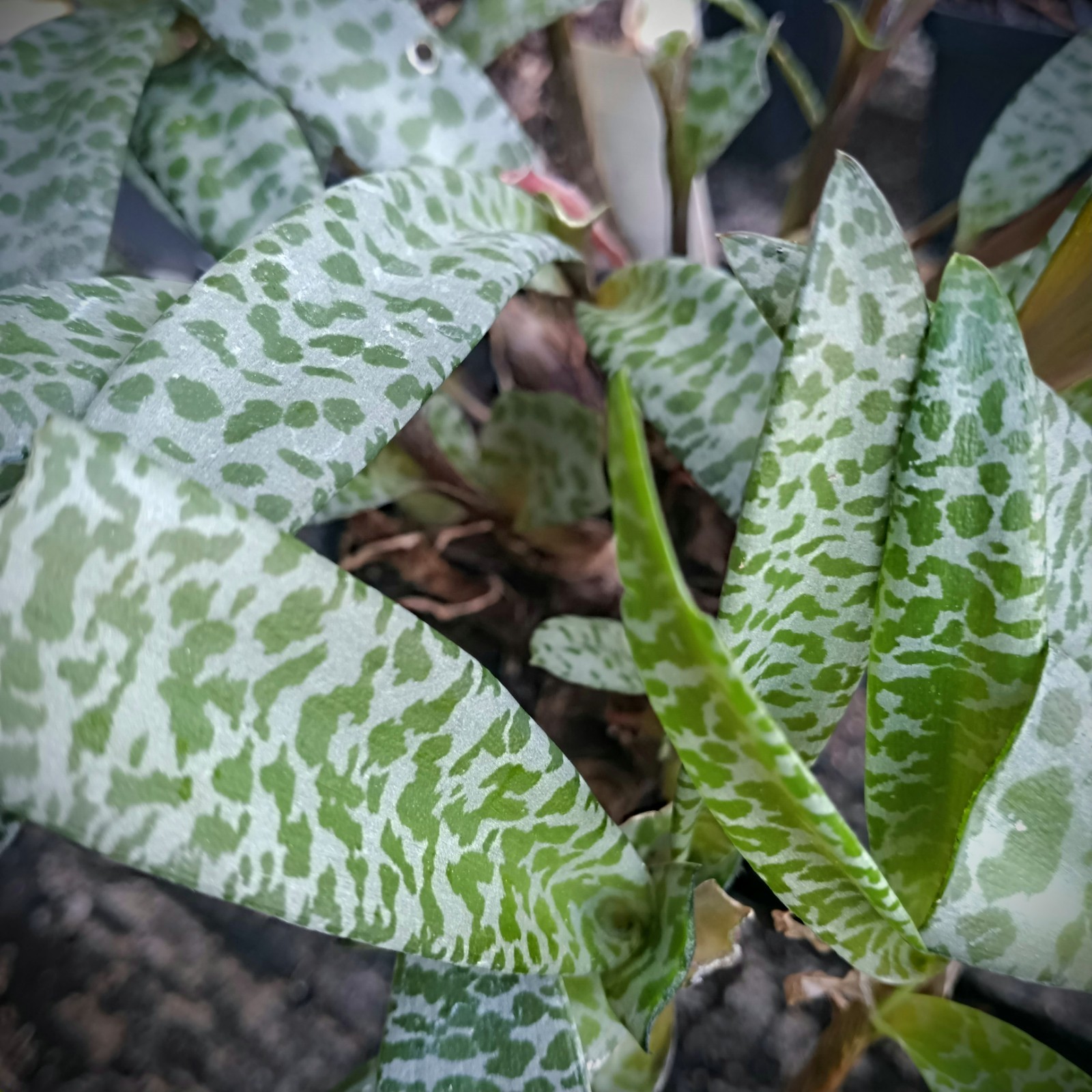 Silver Squill Bulblets