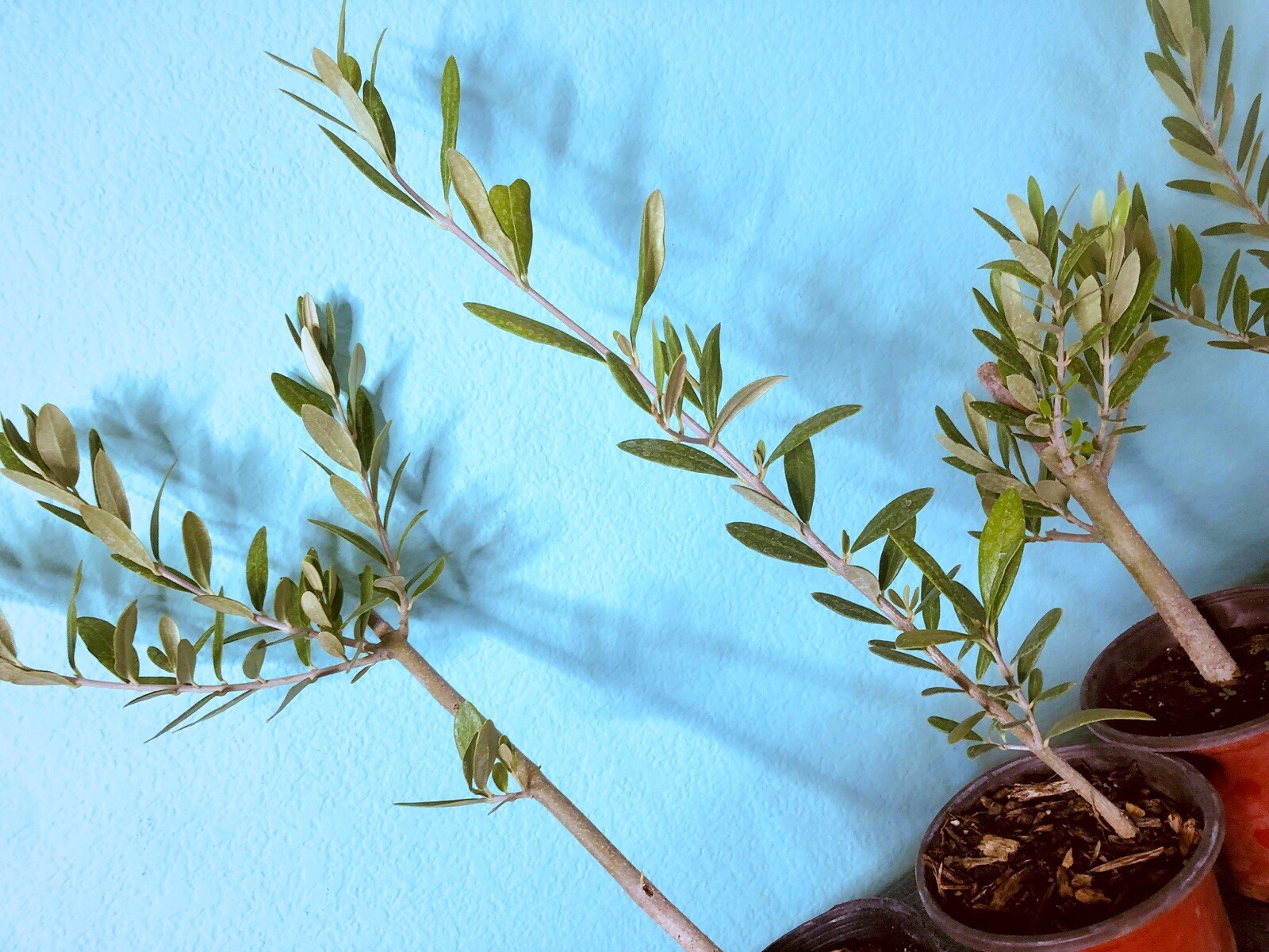 Olive Tree Live Plants Olea Europaea – 8 to 15in fully rooted cuttings