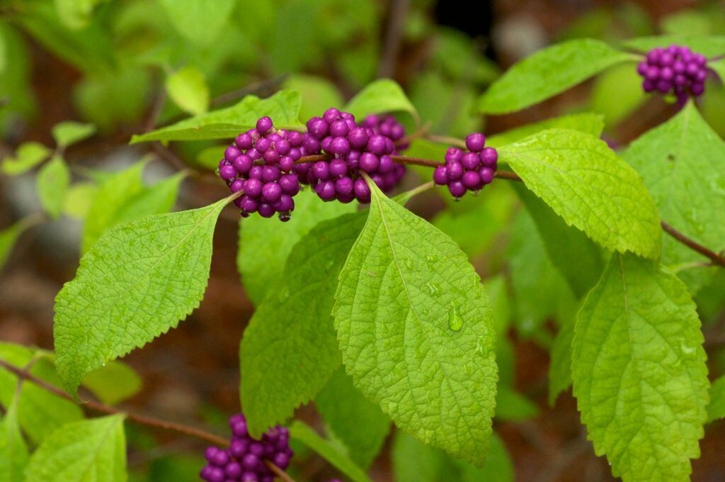 8 FRESH CUTTINGS FRENCH MULBERRY PURPLE BEAUTY BERRY BUSH CALLICARPA AMERICANA