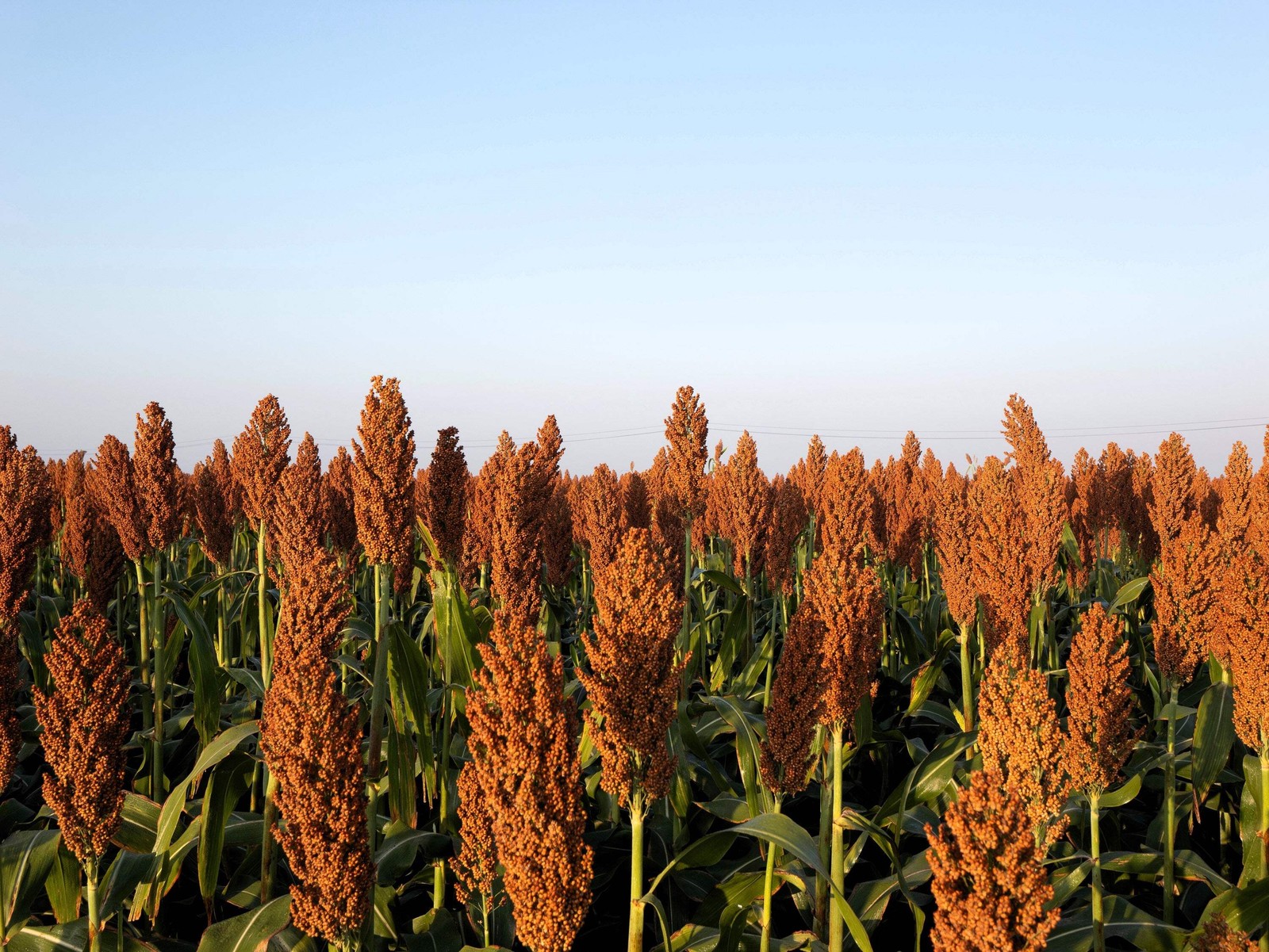 100 WILD GAME FOOD PLOT SORGHUM aka MILO Deer & Game Bird Bicolor Seeds *CombS/H