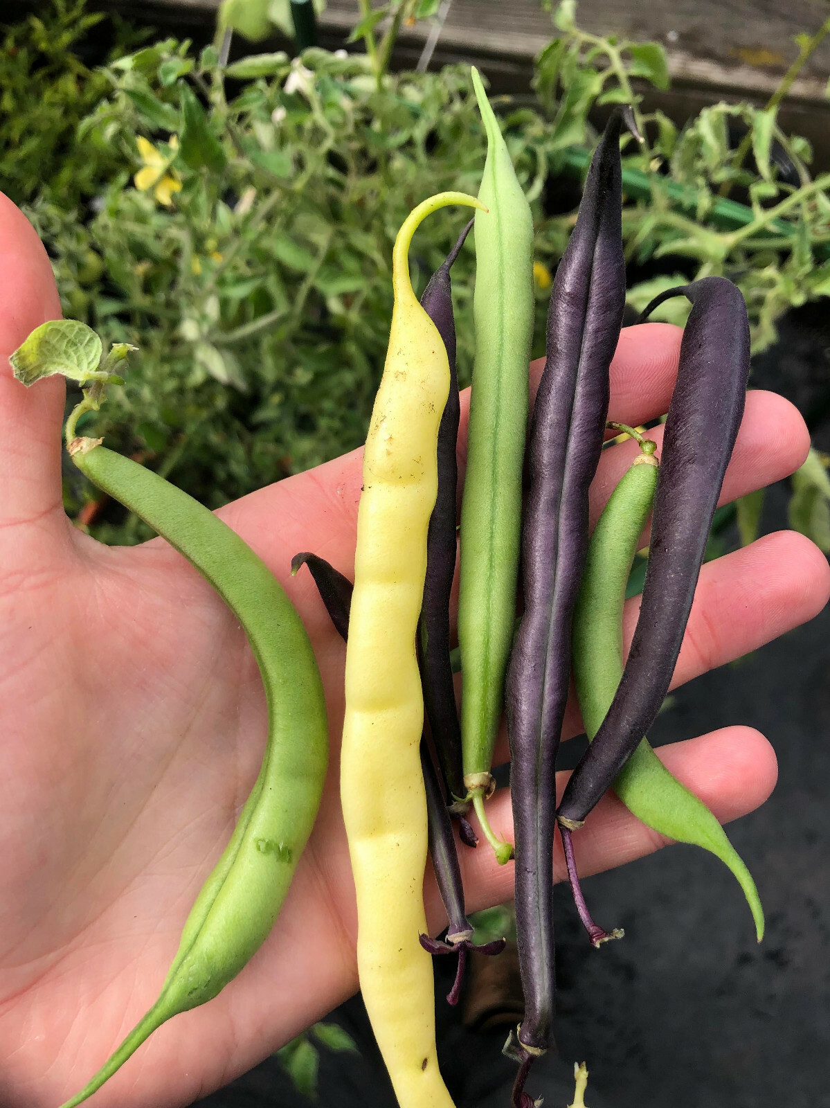 BULK 3 Colors Mix Bean Seeds (Mardi Gras) | Purple, Yellow, Green Tricolor 2024