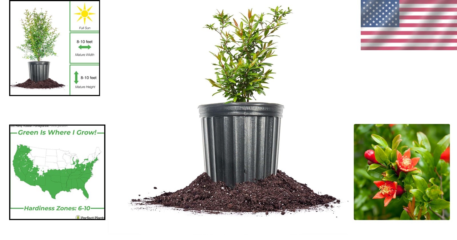 Exotic Russian Pomegranate Dwarf Tree: Cold Hardy with Air Purification Benefits