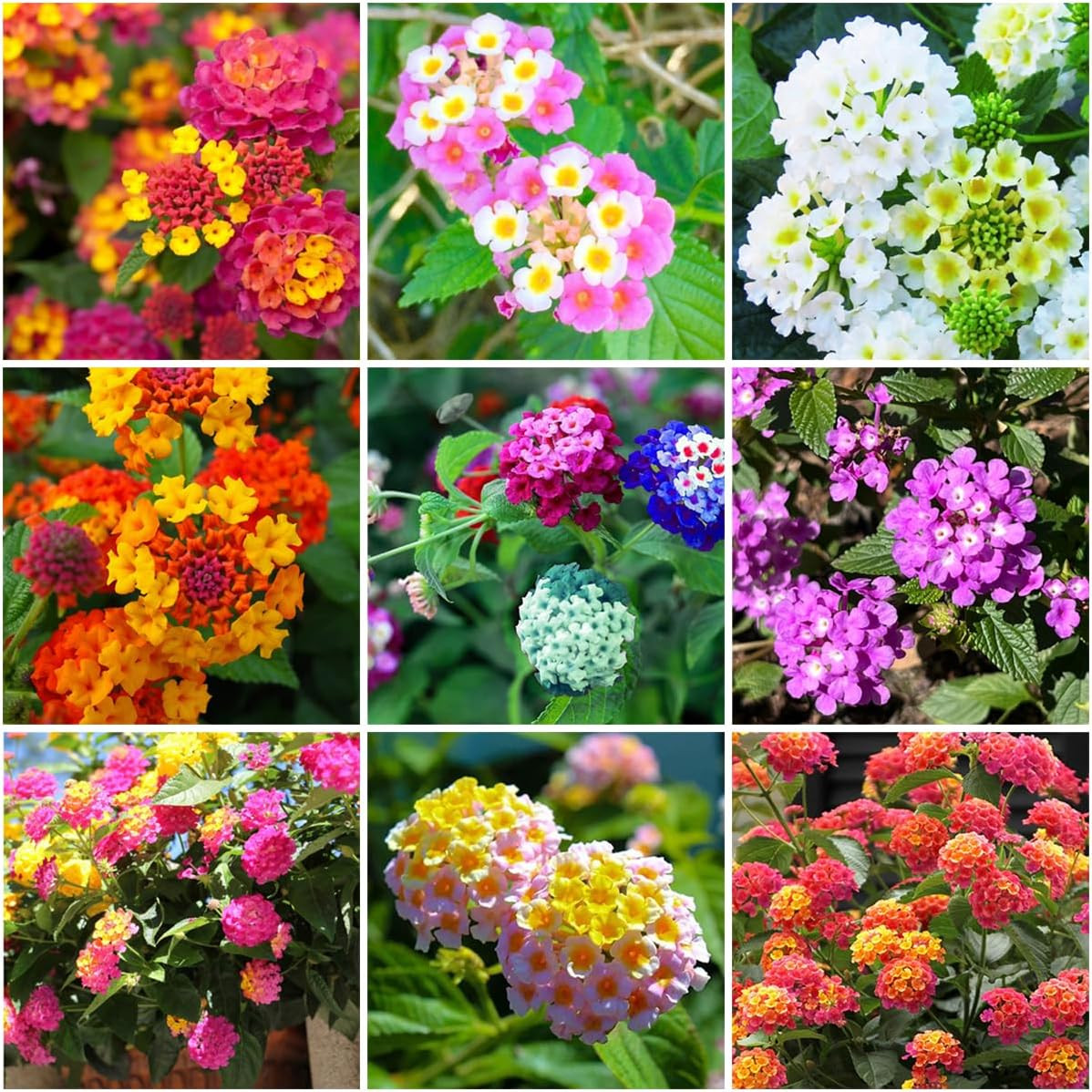 300+ Lantana Flower Seeds for Planting,Perennial Mix Lantana Camara Flowers Seed
