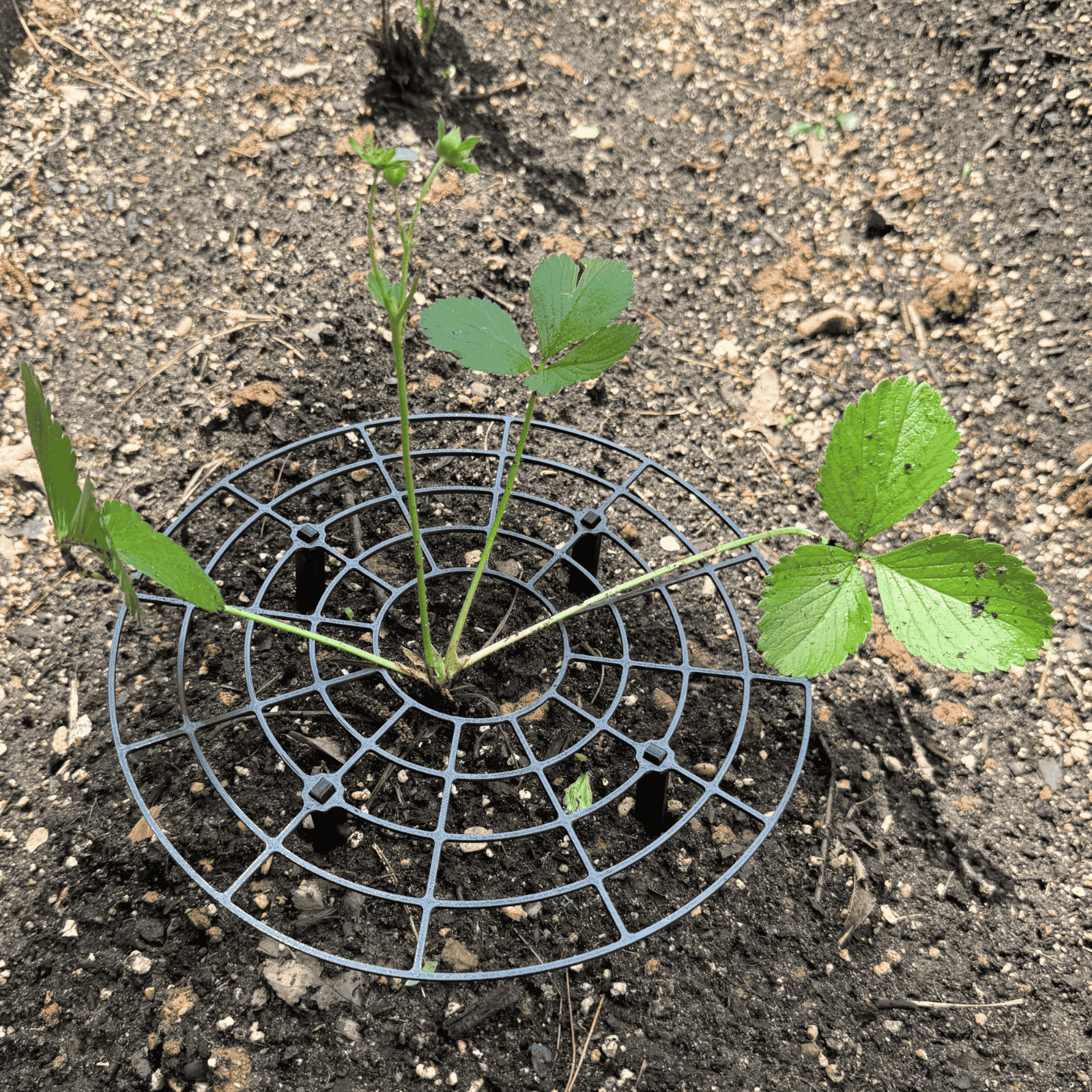 June Bearing Strawberry Plants + BLACK Strawberry Plant Supports