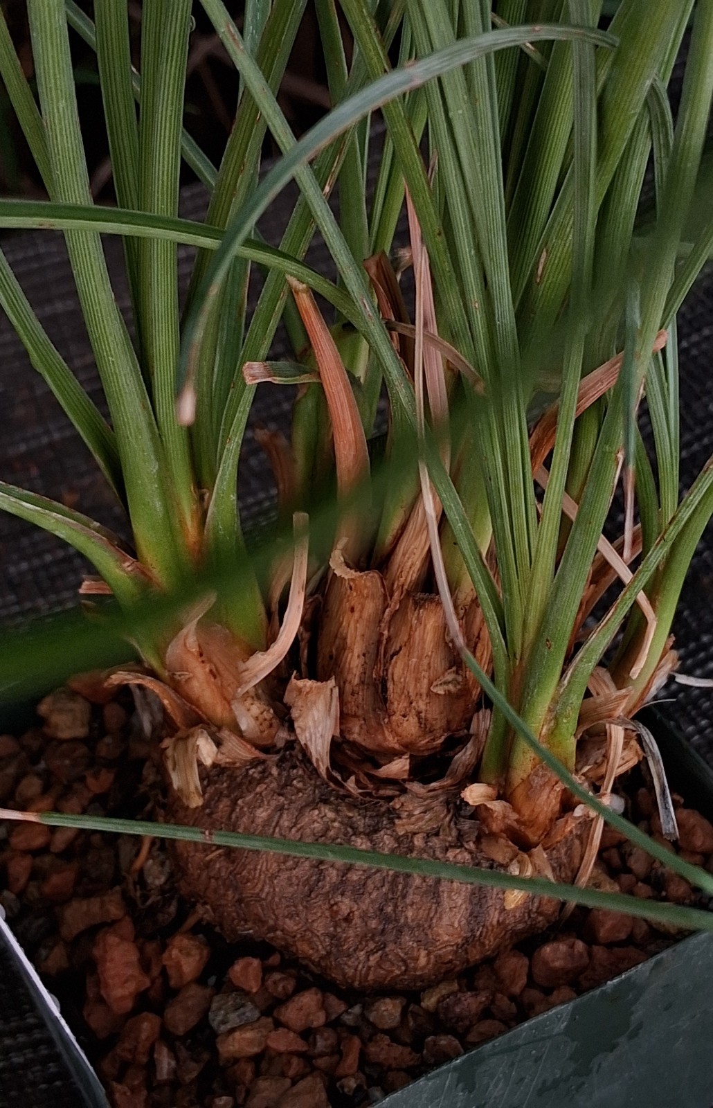 Calibanus hookeri — The Living Boulder: A Rare Sculptural Statement Succulent