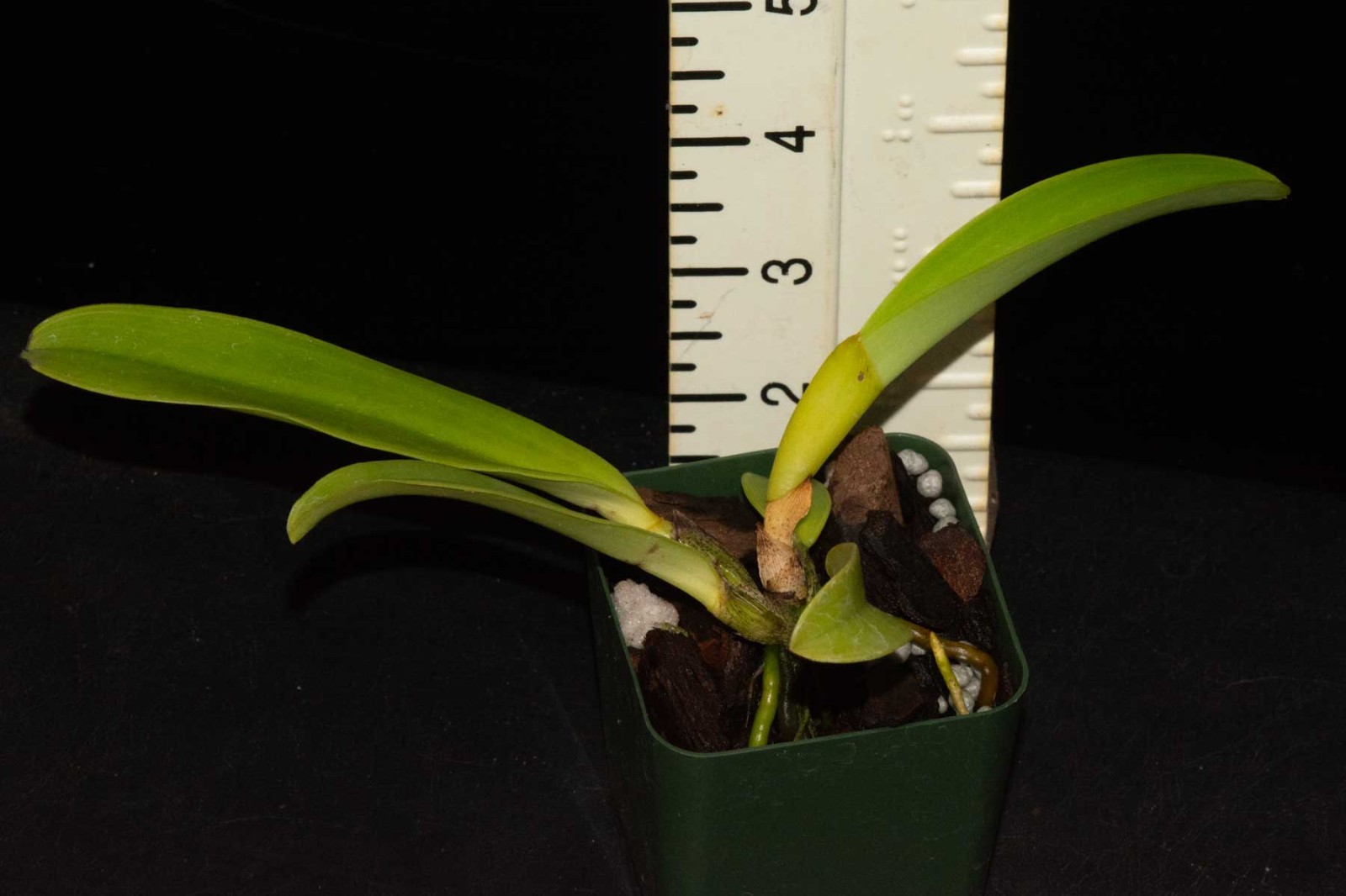 Cattleya dowiana var. rosita #1