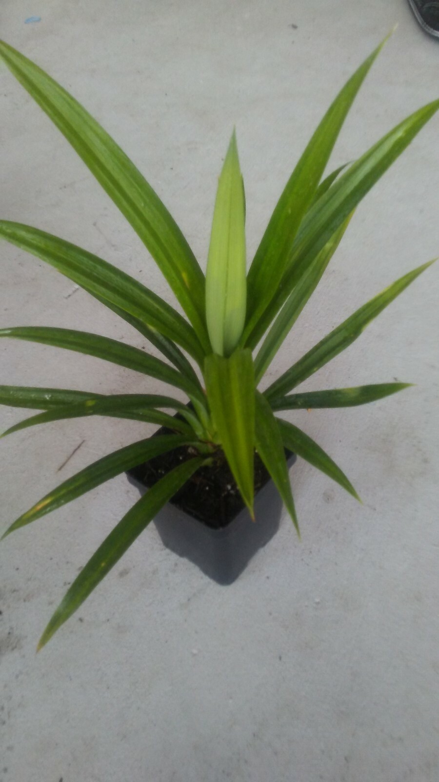 1 pot Pandan fragrant Leaves, Pandanus amaryllifolius rooted live Plant,lá Dứa