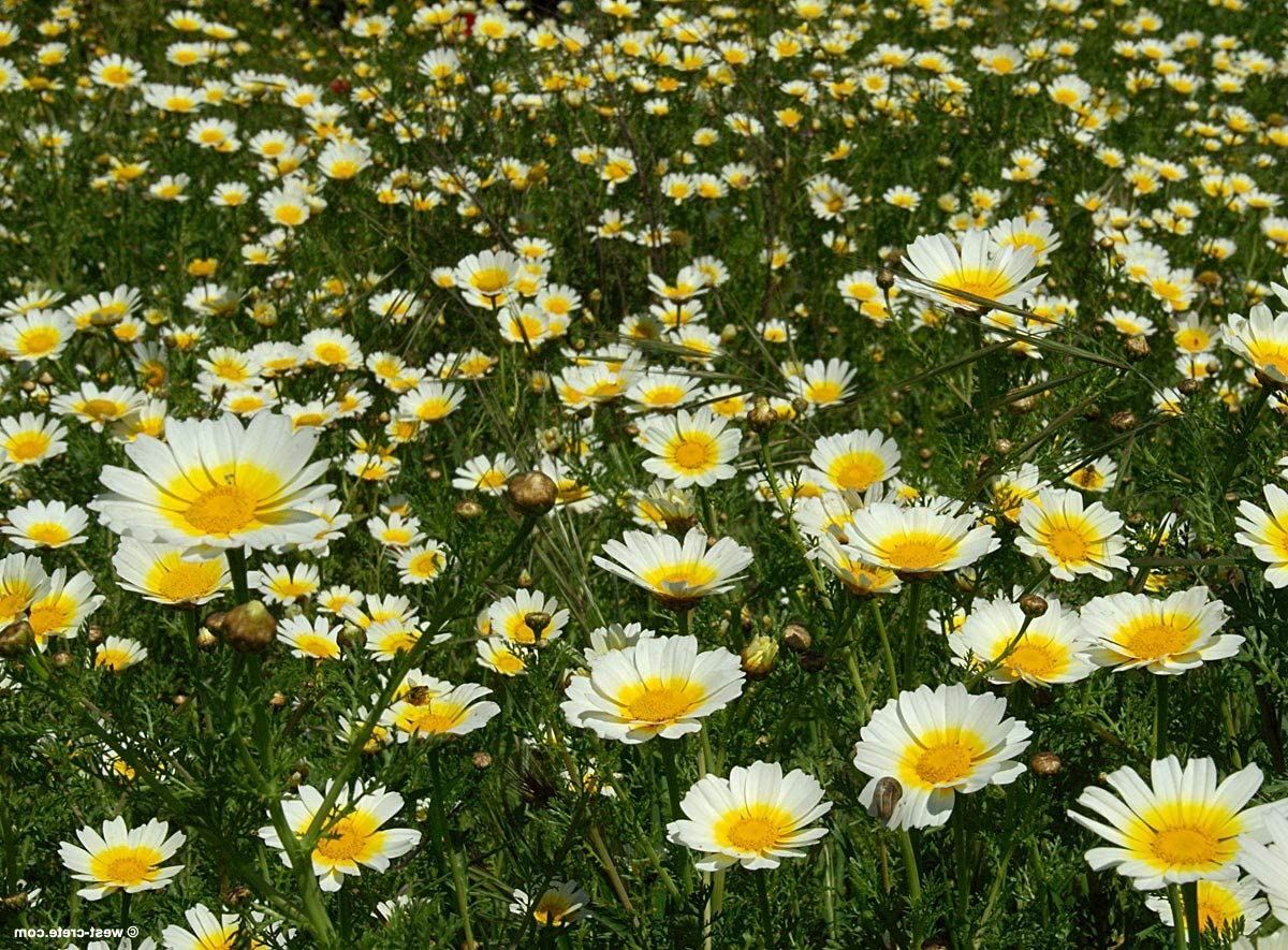 Daisy Seeds, Garland Daisy Flower Seeds, “COOL BEANS N SPROUTS” Brand.