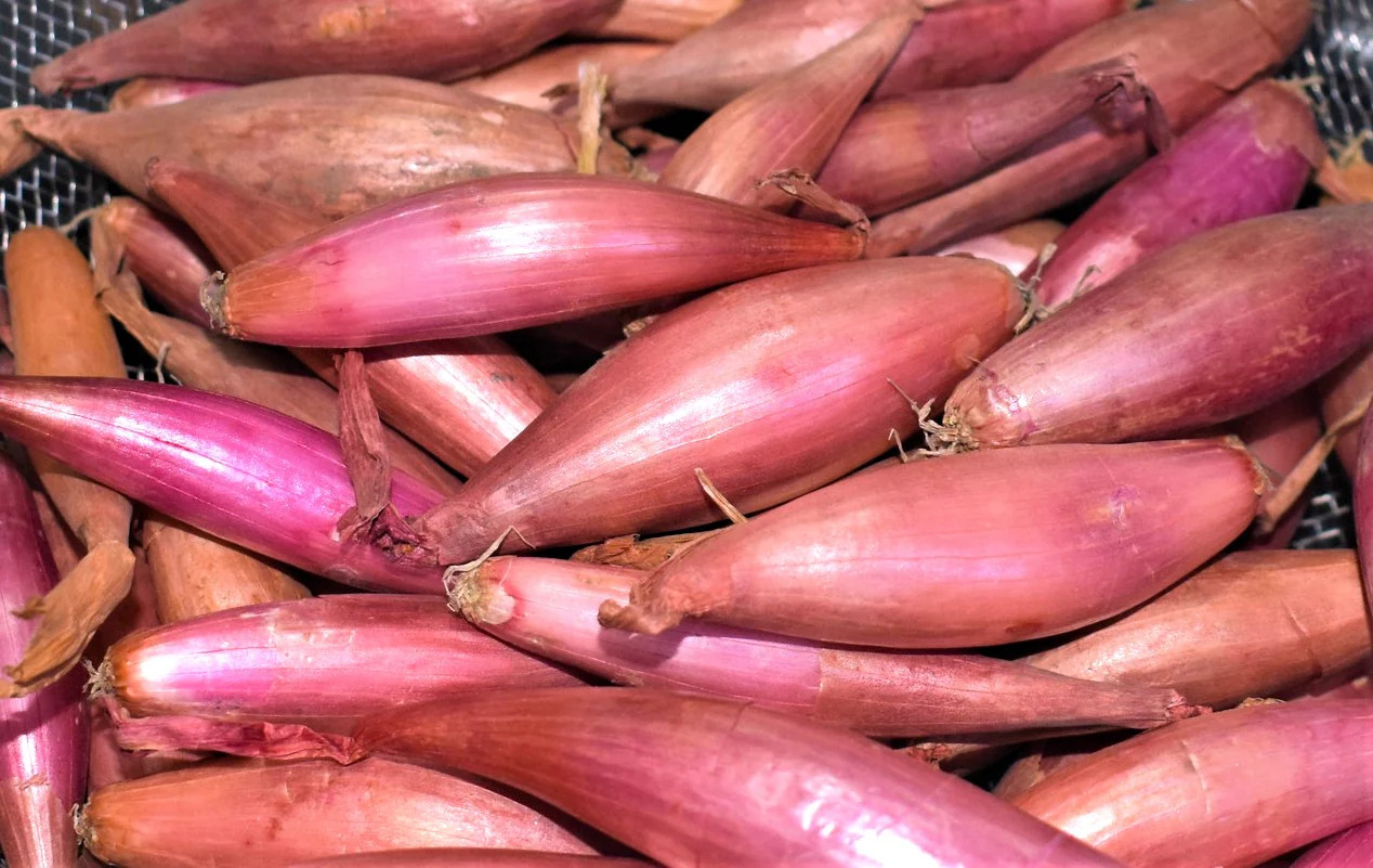 Zebrune Shallot Seeds – For 2026 Planting Heirloom Gourmet French Pink Banana