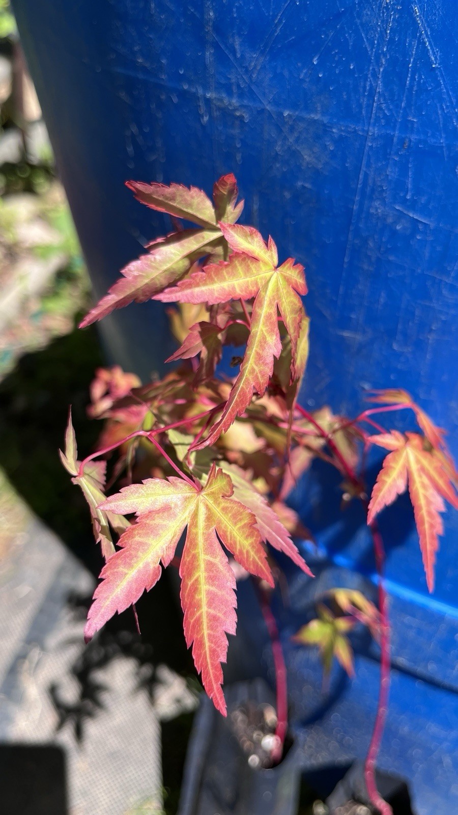 6-12″ tall Acer palmatum ‘Winter Red’ Coral Bark Japanese Maple 1 year old