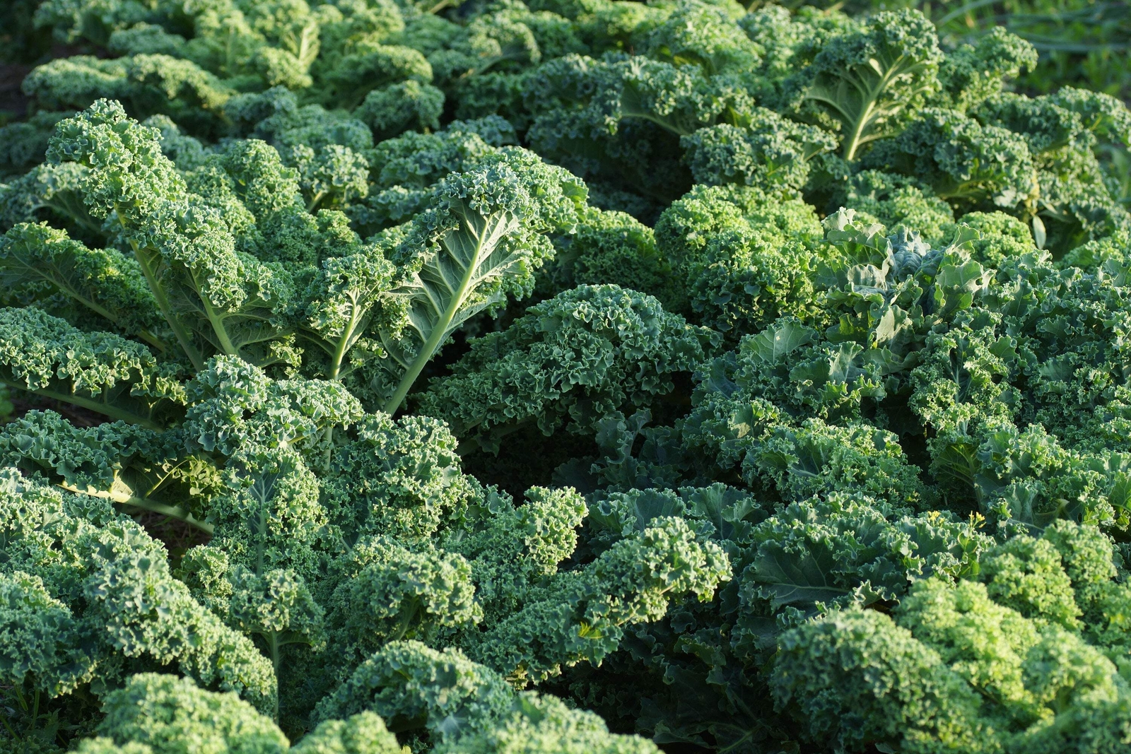 2500 VATES Blue CURLED KALE Dwarf Scotch Brassica Oleracea Vegetable Green Seeds