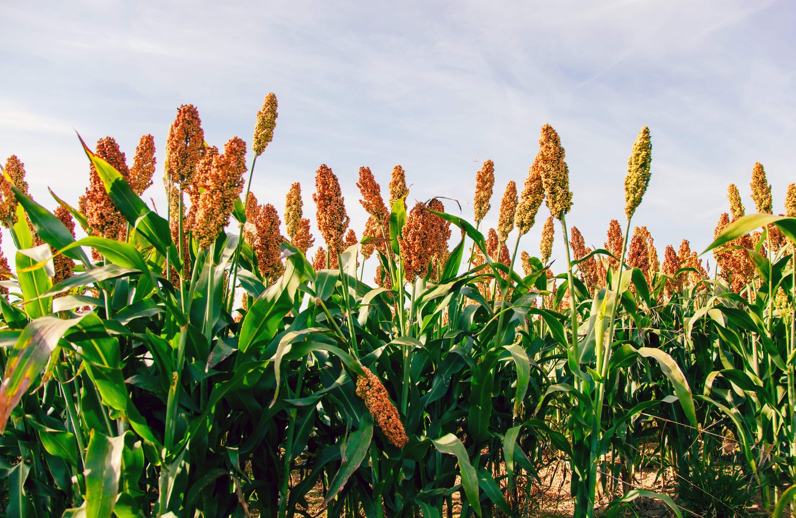 100 WILD GAME FOOD PLOT SORGHUM aka MILO Deer & Game Bird Bicolor Seeds *CombS/H