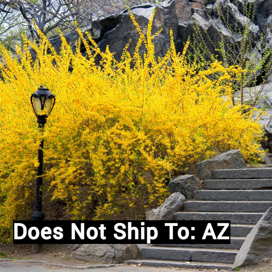 Lynwood Gold Forsythia Shrub Plant Live Flowering Fast Growing Hedge 2 Gal Pot