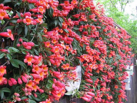 BIGNONIA “TANGERINE BEAUTY” CROSSVINE*Rooted Starter Plant**ATTRACTS BUTTERFLIES