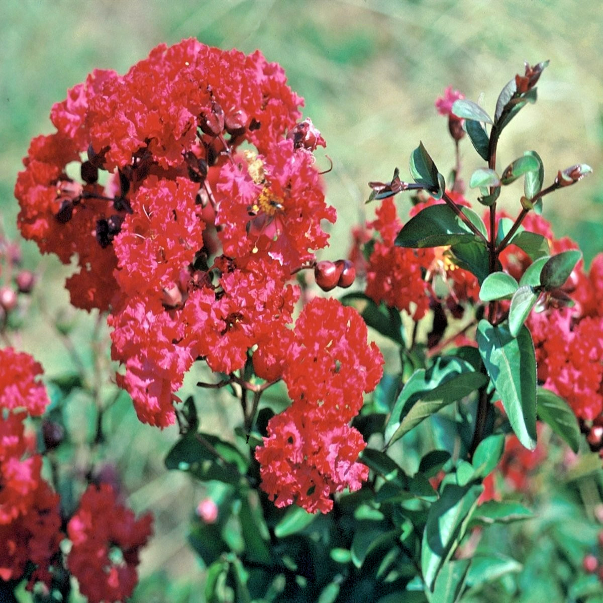 25 DYNOMITE CREPE MYRTLE SEEDS – Lagerstroemia indica