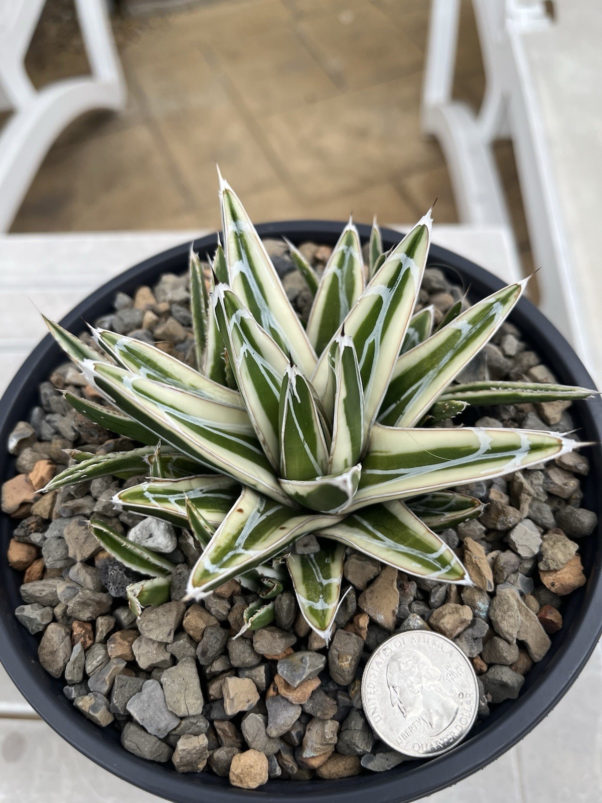 Agave victoriae-reginae White Rhino 3in