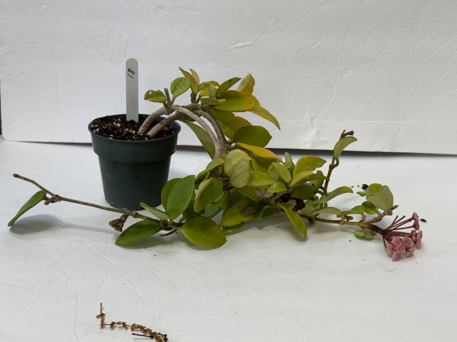 HOYA CARNOSA 4″-#18 with 4 budding flowers