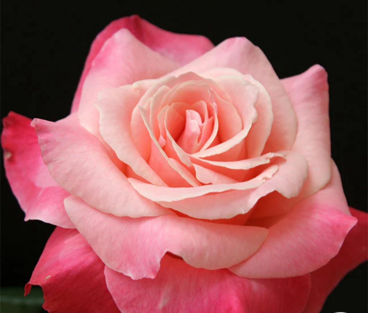 Color Magic Hybrid T Rose Bush.. Live Starter Plant