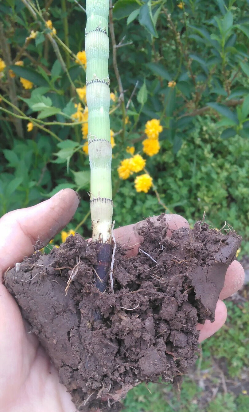 5 Horsetail Reed Grass (Equisetum hyemale) Rhizomes