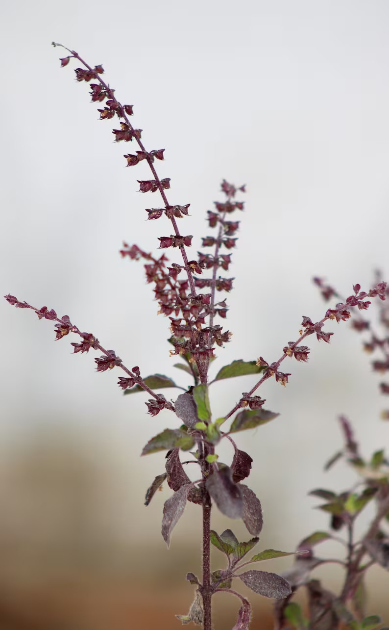 Purple Krishna Tulsi Holy Basil Ocimum sanctum Premium Seed Packet